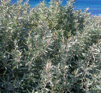 Saltbush Blumensamen zur Aussaat lang Blüte Saison Traditionssorte & ohne Gentechnik Samen Hausgarten