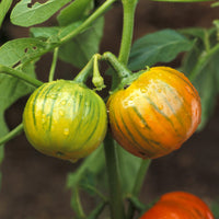 Türkische orangefarbene Aubergine Samen für einfaches Anpflanzen