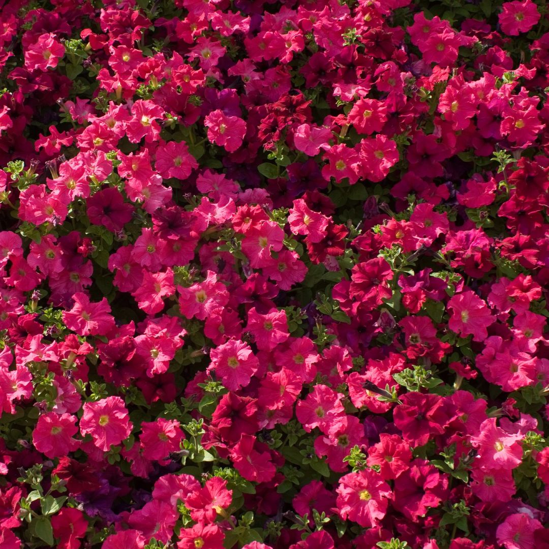 Rot Stein Cress Aubrieta Samen zur Aussaat blühend groundcover Stein Garten