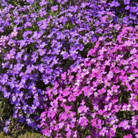 Gemischt Cress Blumensamen zur Aussaat – leuchtend – Traditionssorte & ohne Gentechnik Samen Hausgarten
