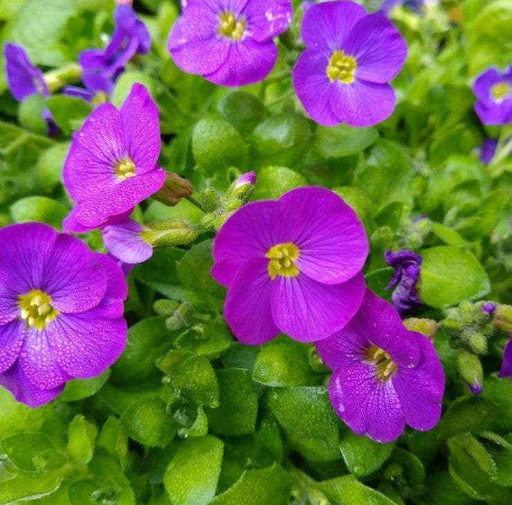 Non gmo blau aubrieta samen