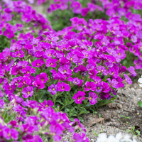 Ornamental blau aubrieta samen for landscapes