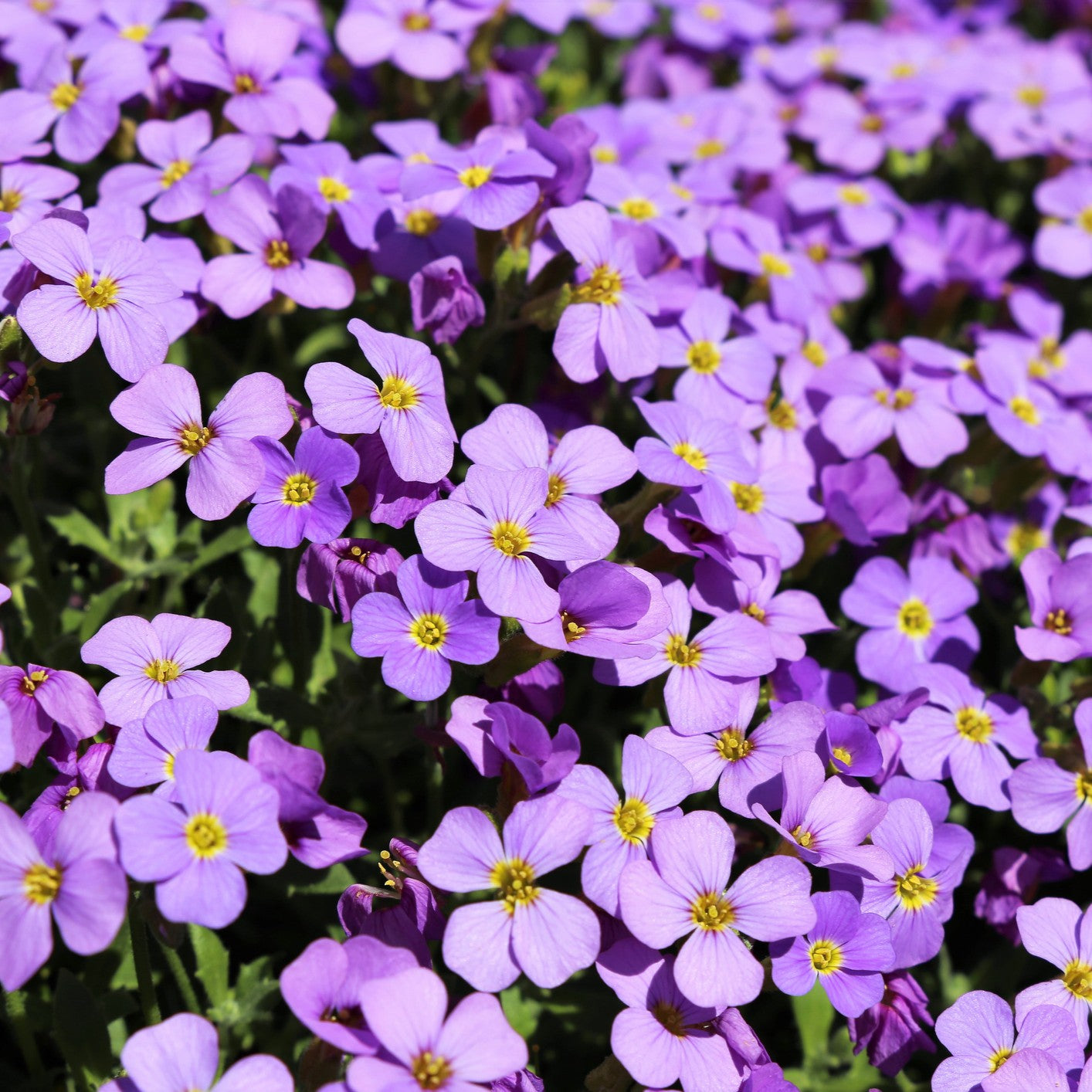 Blau Cress Cascade Blumensamen zur Aussaat Halbschatten verträglich Traditionssorte & ohne Gentechnik Samen Hausgarten