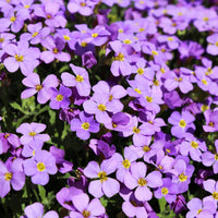 Blau Cress Cascade Blumensamen zur Aussaat Halbschatten verträglich Traditionssorte & ohne Gentechnik Samen Hausgarten