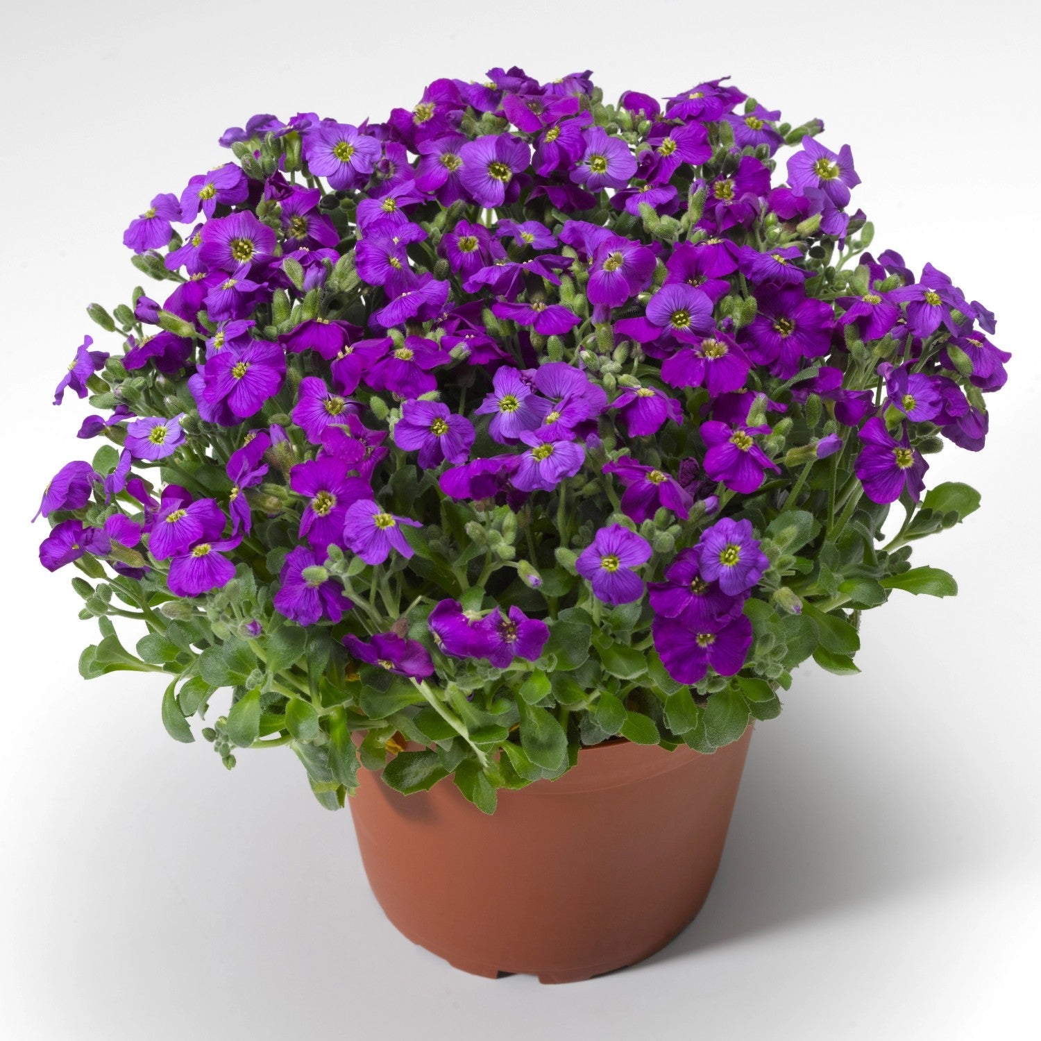 Blau aubrieta samen for anpflanzung