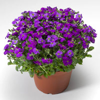 Blau aubrieta samen for anpflanzung