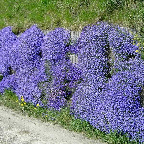 Blau Aubrieta Blumensamen zur Aussaat – Wildblume Mischung – Traditionssorte & ohne Gentechnik Samen Hausgarten