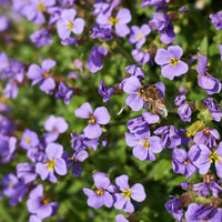Aubrieta deltoidea blume samen for anpflanzung