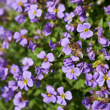 Aubrieta deltoidea blume samen for anpflanzung