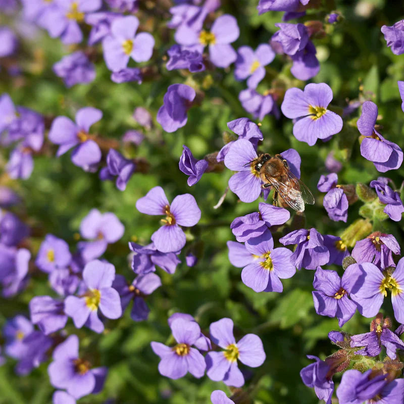 Aubrieta deltoidea blume samen for anpflanzung