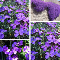 Rock garten aubrieta samen