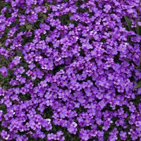Aubrieta Blumensamen zur Aussaat leuchtend Traditionssorte & ohne Gentechnik Samen Hausgarten