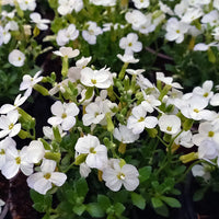 Weiß Aubrieta Stein Cascade Blumensamen zur Aussaat – Traditionssorte ohne Gentechnik biologisch Garten Samen