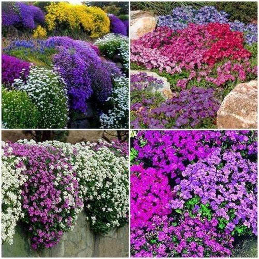Gemischt Aubrieta Blumensamen zur Aussaat sonnenliebend Traditionssorte & ohne Gentechnik Samen Hausgarten