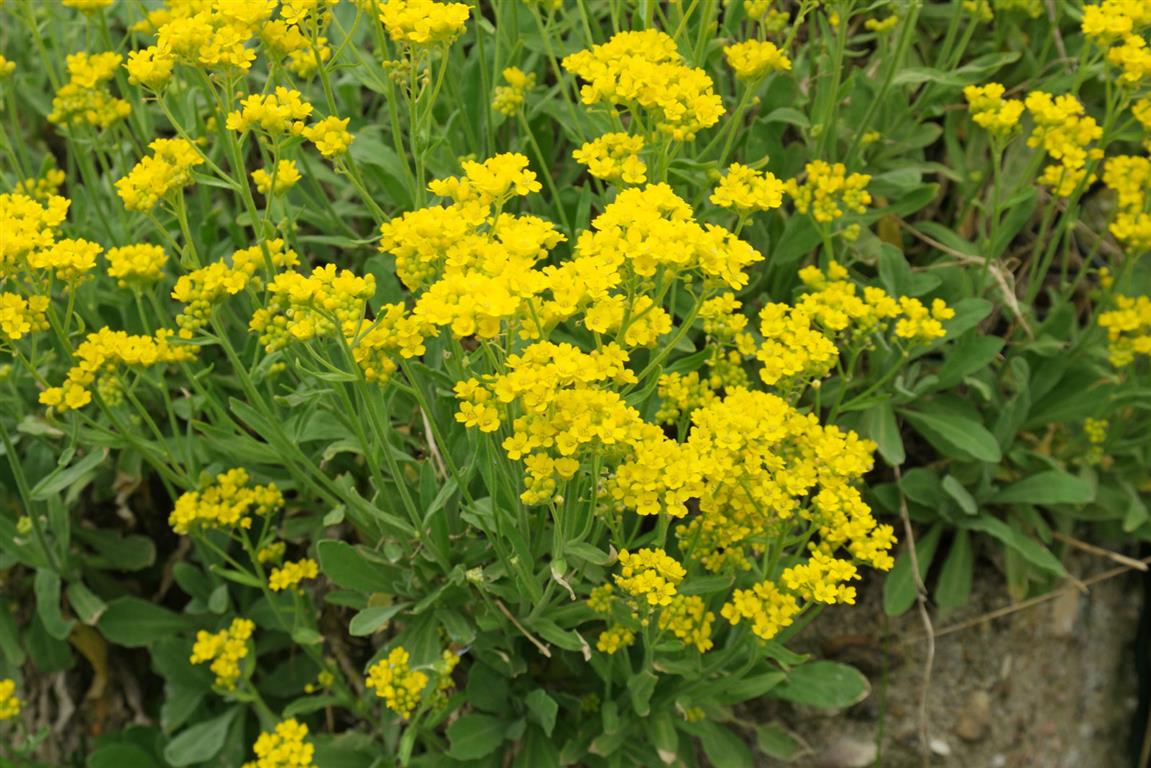 Gelb Aurinia Saxatilis Blumensamen zur Aussaat – Drought verträglich – Traditionssorte & ohne Gentechnik Samen Hausgarten