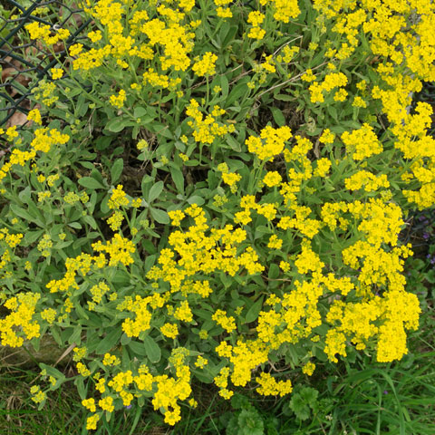 Gelb Aurinia Blumensamen zur Aussaat Drought verträglich Traditionssorte & ohne Gentechnik Samen Hausgarten