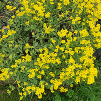 Gelb Aurinia Blumensamen zur Aussaat Drought verträglich Traditionssorte & ohne Gentechnik Samen Hausgarten