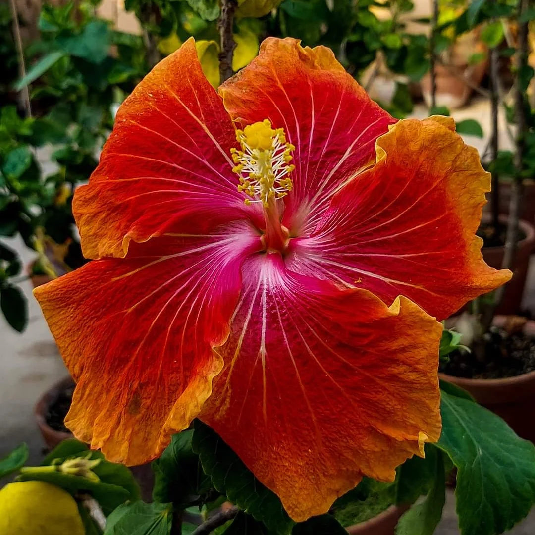 Hibiskus Blumensamen zur Aussaat – sonnenliebend – Traditionssorte & ohne Gentechnik Samen Hausgarten