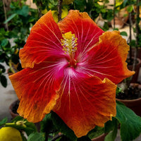 Hibiskus Blumensamen zur Aussaat – sonnenliebend – Traditionssorte & ohne Gentechnik Samen Hausgarten