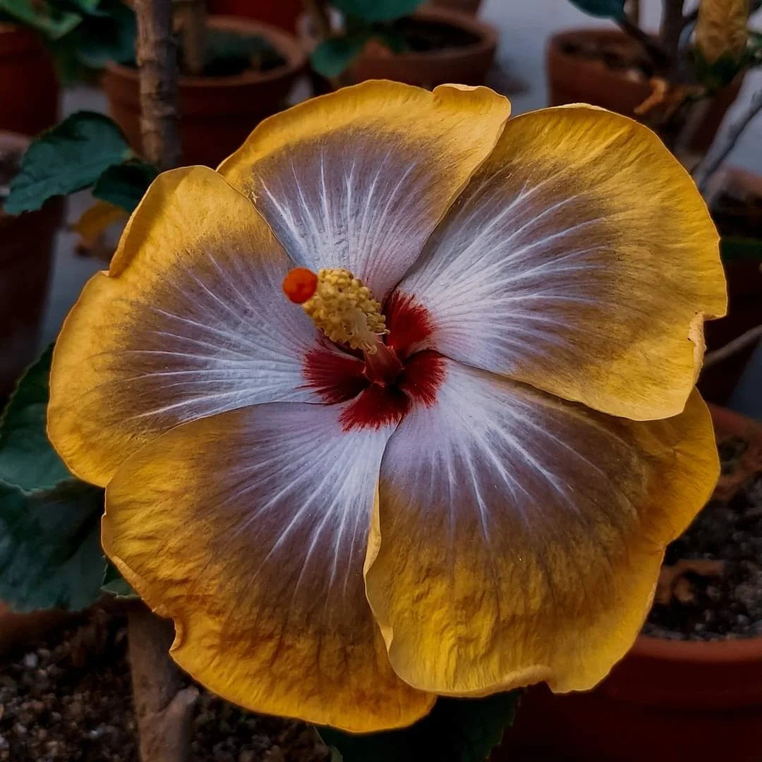 hell Grey Hibiskus Blumensamen zur Aussaat lang Blüte Saison Traditionssorte & ohne Gentechnik Samen Hausgarten