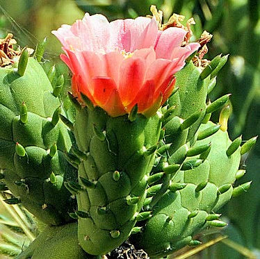 Grün Austrocylindropuntia Blumensamen zur Aussaat – Landhaus Garten wichtig – Traditionssorte & ohne Gentechnik Samen Hausgarten