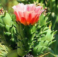 Grün Austrocylindropuntia Blumensamen zur Aussaat – Landhaus Garten wichtig – Traditionssorte & ohne Gentechnik Samen Hausgarten