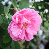 Rosa Damask Blumensamen zur Aussaat – einjährig Blüten