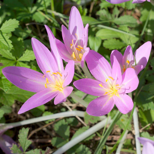 klein Rosa Crocus Blumensamen zur Aussaat – Traditionssorte ohne Gentechnik Keimung biologisch Garten Samen Anzucht
