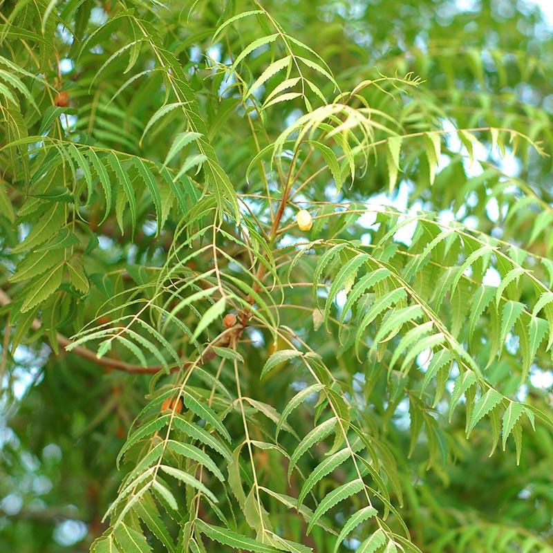 Neem Samen Azadirachta indica