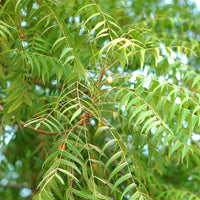 Neem Samen Azadirachta indica