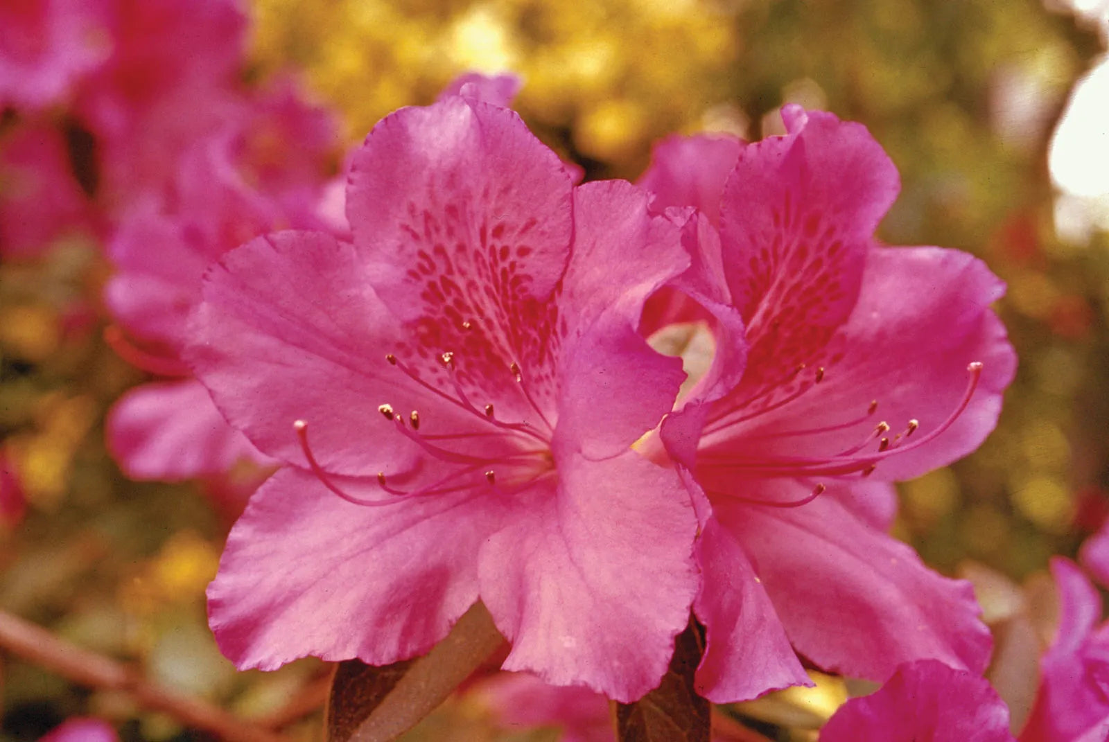 Rosa Rhododendron Azalee Blumensamen Blumensamen zur Aussaat leuchtend Blüten Traditionssorte & ohne Gentechnik Samen Hausgarten