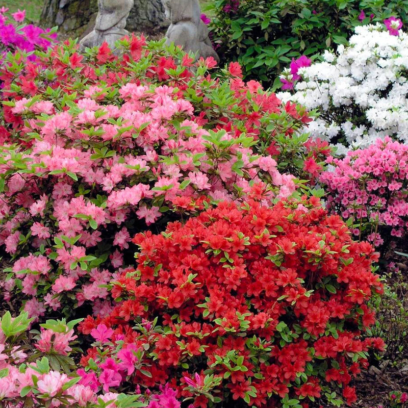 Azalea rododendro, semi di fiori da seminare, per la coltivazione, varietà tradizionale e senza OGM, semi per il giardino domestico