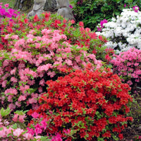 Azalee Rhododendron Blumensamen zur Aussaat Anzucht Traditionssorte & ohne Gentechnik Samen Hausgarten