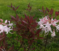 Chocolate Azalee Blumensamen zur Aussaat ideal Rabatten Traditionssorte & ohne Gentechnik Samen Hausgarten