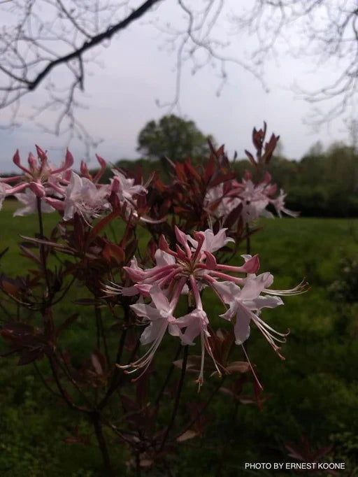 Chocolate Azalee Blumensamen zur Aussaat ideal Rabatten Traditionssorte & ohne Gentechnik Samen Hausgarten
