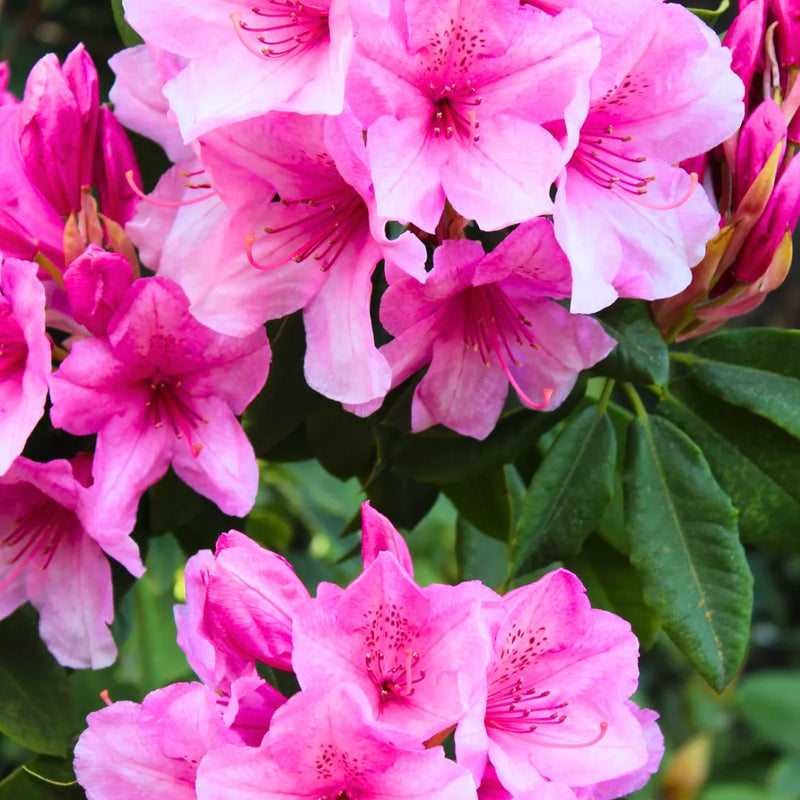 Semi di azalea e rododendro rosa da seminare, amante del sole, varietà tradizionale e senza OGM, semi per il giardino domestico