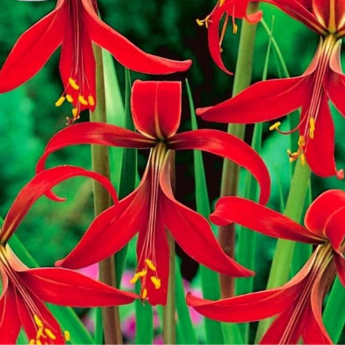 Sprekelia Blumensamen zur Aussaat – ideal Rabatten – Traditionssorte & ohne Gentechnik Samen Hausgarten