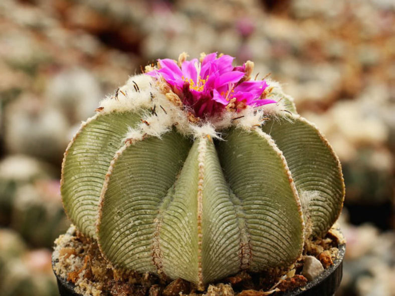 Gemischt Aztekium Valdezii Blumensamen zur Aussaat – duftend Blüten – Traditionssorte & ohne Gentechnik Samen Hausgarten