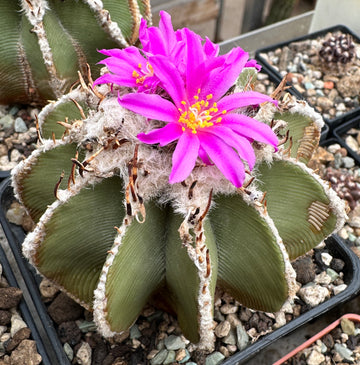 Gemischt Aztekium Valdezii Blumensamen zur Aussaat – duftend Blüten – Traditionssorte & ohne Gentechnik Samen Hausgarten