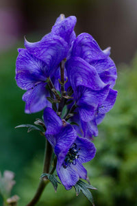 Monkshood Blau Blumensamen zur Aussaat – mehrjährige Blüten