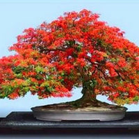 Rot Simsii Bonsai Blumensamen zur Aussaat leuchtend Traditionssorte & ohne Gentechnik Samen Hausgarten