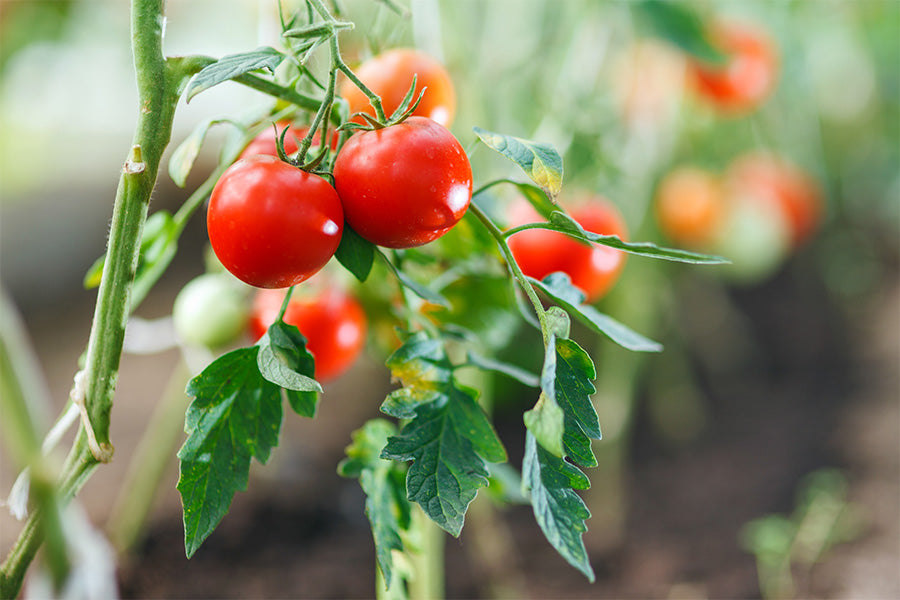 Rot Bell Tomate Gemüsesamen  Perfect for Home Growing