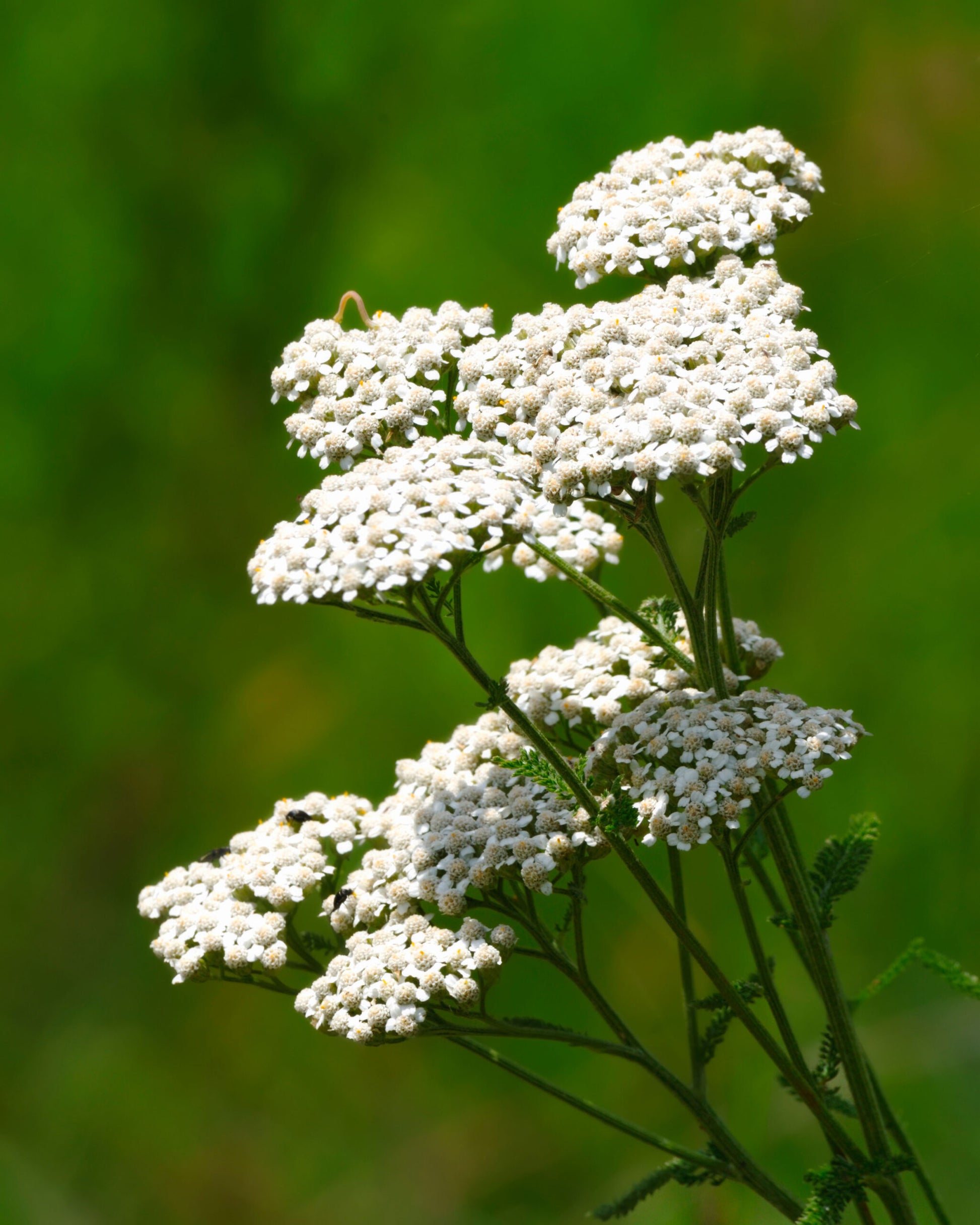 Achillea Millefolium Blumensamen zur Aussaat Drought verträglich Traditionssorte & ohne Gentechnik Samen Hausgarten
