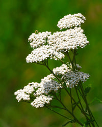 Achillea Millefolium Blumensamen zur Aussaat Drought verträglich Traditionssorte & ohne Gentechnik Samen Hausgarten