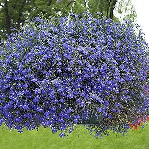 Lobelia blau wings samen for vibrant blau blumen