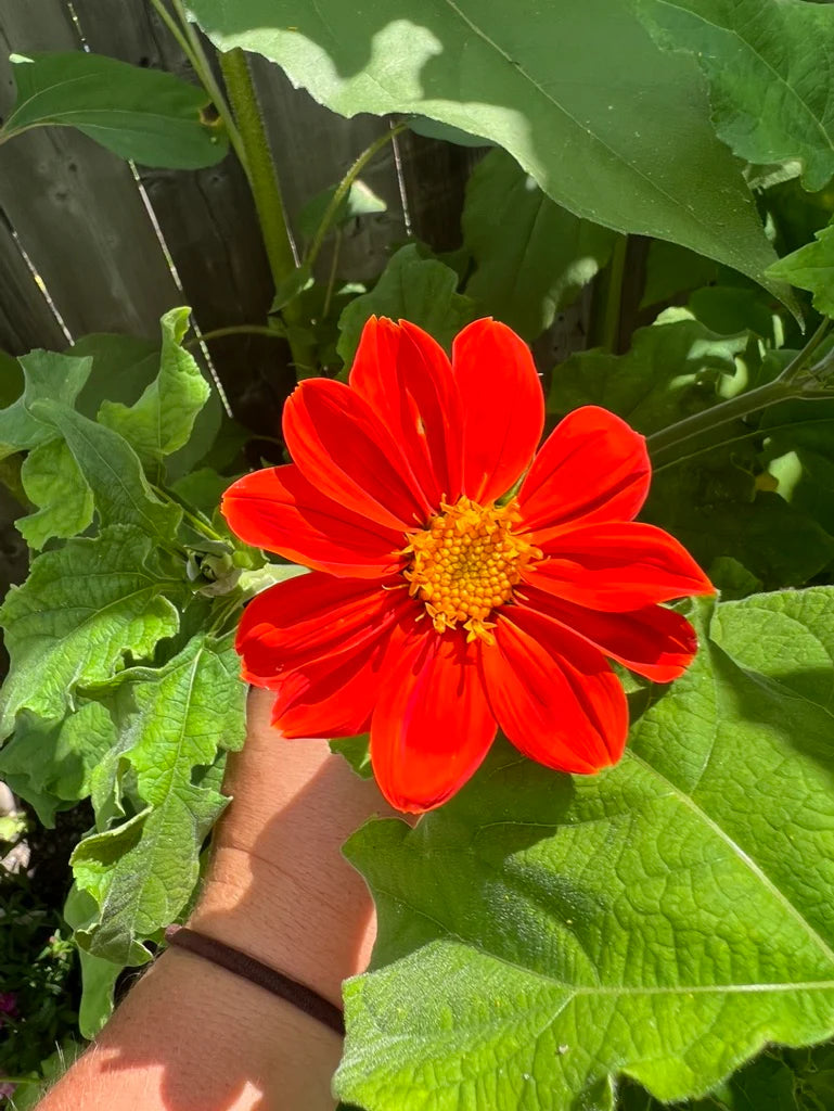 Orange Tithonia Blumensamen zur Aussaat – saisonal Dauerblüher – Traditionssorte & ohne Gentechnik Samen Hausgarten