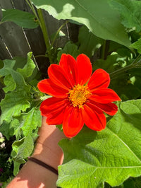 Orange Tithonia Blumensamen zur Aussaat – saisonal Dauerblüher – Traditionssorte & ohne Gentechnik Samen Hausgarten