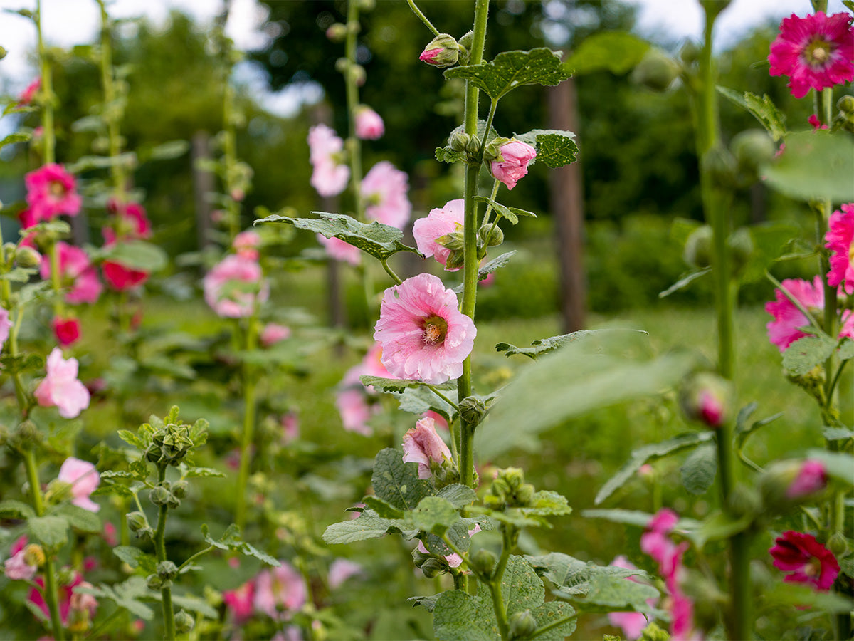 zart Rosa Stockrose Blumensamen zur Aussaat – lang Blüte Saison – Traditionssorte & ohne Gentechnik Samen Hausgarten
