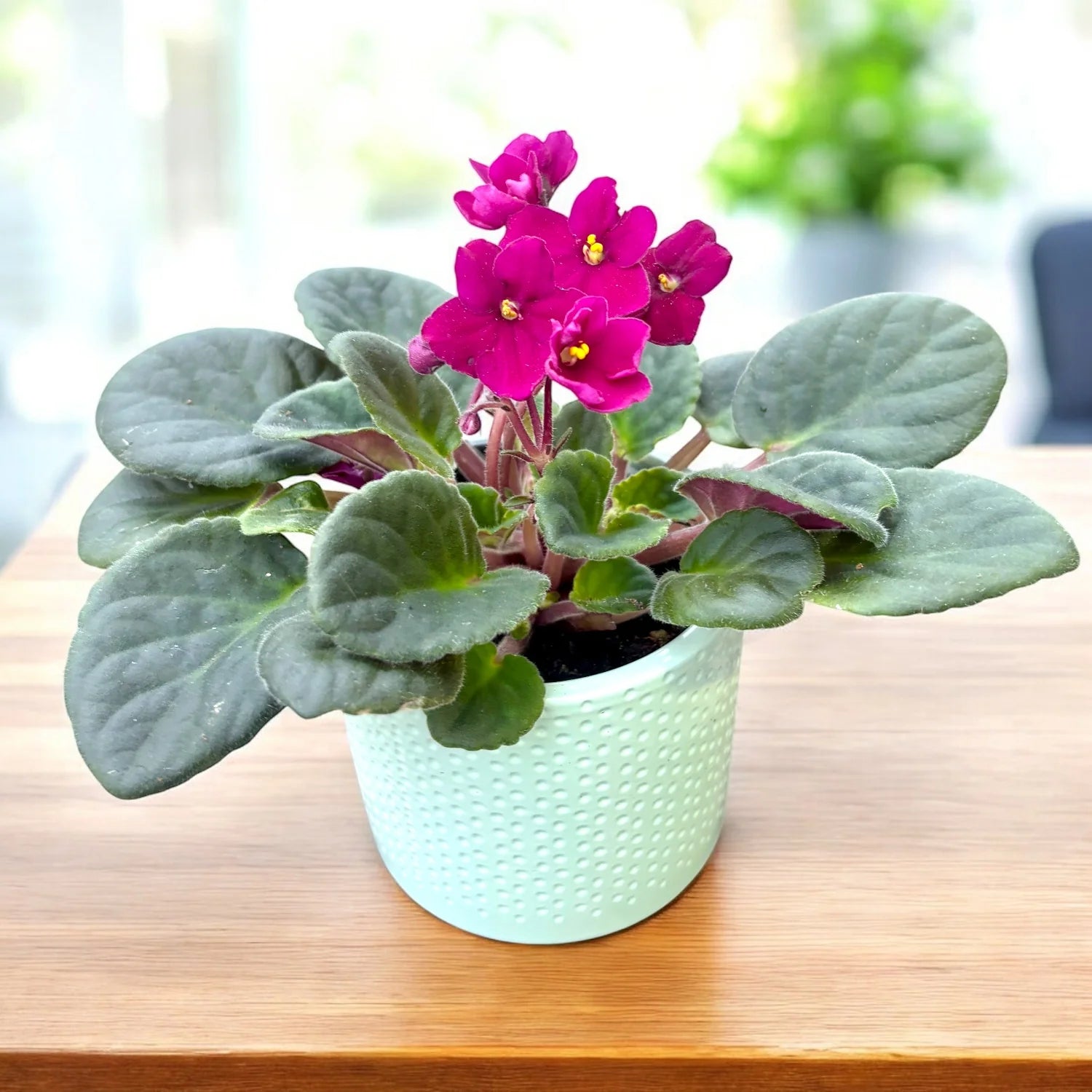 African Violett Rot Blumensamen einzigartig Bodendecker – exotisch Blüten