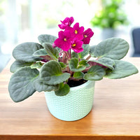 African Violett Rot Blumensamen einzigartig Bodendecker – exotisch Blüten
